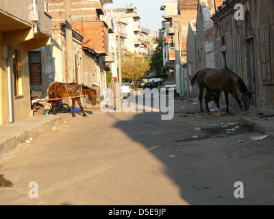 Gypsy cavalli sono di alimentazione sulle strade Foto Stock