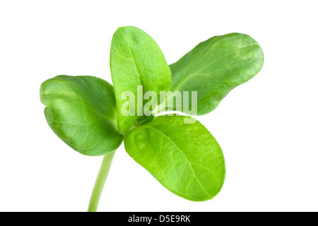 I cavoli verdi di girasole Foto Stock