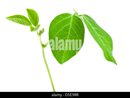 Fresche foglie di soia isolata su bianco Foto Stock