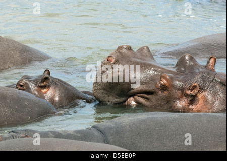 Allevamento di ippopotamo Hippopotamus amphibius nel fiume Foto Stock