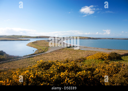 Cemlyn Bay Beach e la laguna in primavera con giallo gorse fiori in primo piano Anglesey North Wales UK Foto Stock