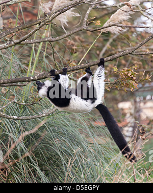 In bianco e nero lemure ruffed, Varecia variegata nativo del Madagascar, a Durrell Wildlife Park, Jersey, Isole del Canale, REGNO UNITO Foto Stock