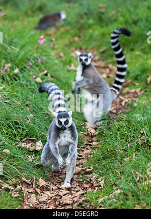 Anello-tailed lemur, lemuri catta, camminando sul percorso in corrispondenza di Durrell Wildlife Park, Jersey, Isole del Canale, REGNO UNITO Foto Stock