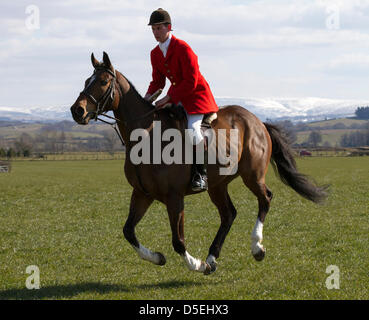 "Kirkby Lonsdale, Lancashire, Regno Unito Pasqua sabato 30 marzo, 2013. Kevin McKenzie 22, da Morecambe su Muffin, all'Whittington corse annuali, evento tenutosi a bassa Hall vicino a Kirkby Lonsdale cuore della Lune valley. Il corso per la valle di Lune Harriers caccia e la Holcombe Harriers Hunt, che featured pony racing e sette da punto a punto gare". Foto Stock