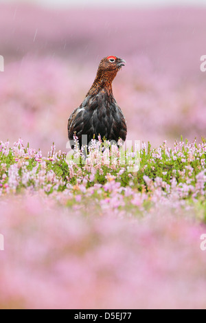 Maschio di gallo forcello rosso (Lagopus lagopus scoticus) sat tra la fioritura heather in heavy rain. Foto Stock