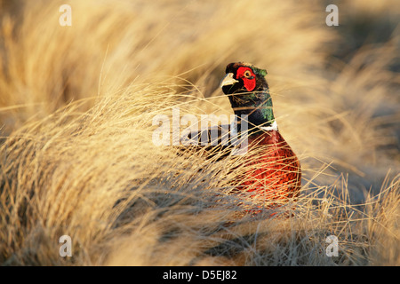 Il fagiano comune (Phasianus colchicus) maschio piedi tra alte erbe Foto Stock