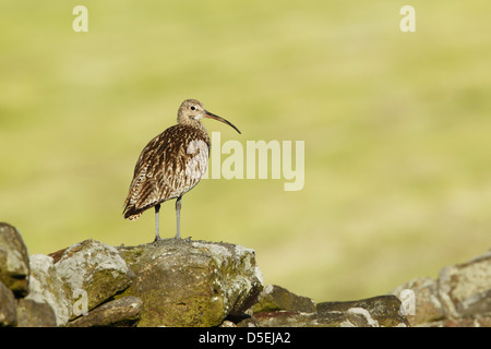 Eurasian Curlew (Numenius arquata) in piedi su un muro di pietra in luce del sole di mattina Foto Stock