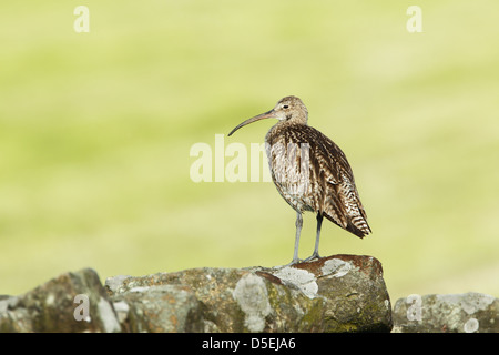 Eurasian Curlew (Numenius arquata) in piedi su un muro di pietra in luce del sole di mattina Foto Stock