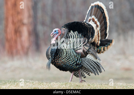 Strutting il tacchino selvatico (Meleagris gallopavo), Western Montana Foto Stock