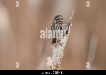 Una canzone Sparrow (Melospiza melodia) appollaiato su un tifa, Lee Metcalf National Wildlife Refuge, Montana Foto Stock