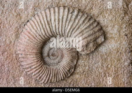 - Fossili preistorici di lumache - ammonita Foto Stock