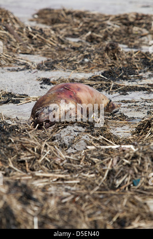 Un cadavere a Hampton Beach, New Hampshire, STATI UNITI D'AMERICA Foto Stock