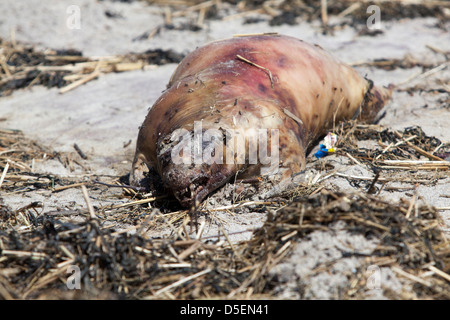 Un cadavere a Hampton Beach, New Hampshire, STATI UNITI D'AMERICA Foto Stock