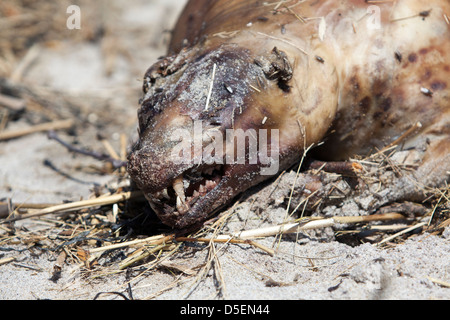 Un cadavere a Hampton Beach, New Hampshire, STATI UNITI D'AMERICA Foto Stock