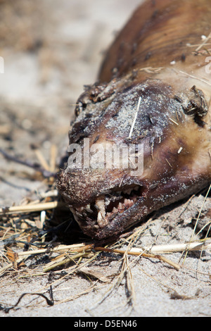 Un cadavere a Hampton Beach, New Hampshire, STATI UNITI D'AMERICA Foto Stock