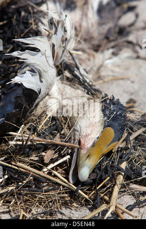 Un cadavere a Hampton Beach, New Hampshire, STATI UNITI D'AMERICA Foto Stock