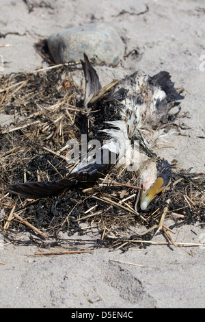 Un cadavere a Hampton Beach, New Hampshire, STATI UNITI D'AMERICA Foto Stock