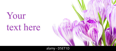 Crocus fiore in primavera isolato su bianco Foto Stock
