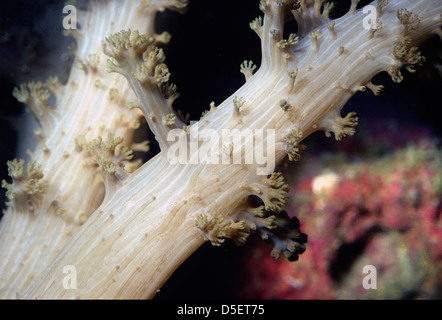 Coral Tree Lemnalia sp., Nephteidae, Indo-pacifico Foto Stock