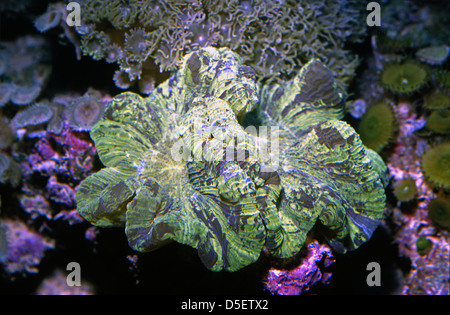 Aprire brain coral Trachyphyllia geoffroyi Trachyphylliidae Indo-pacifico Foto Stock