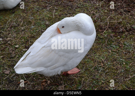 Oca di sonno Foto Stock