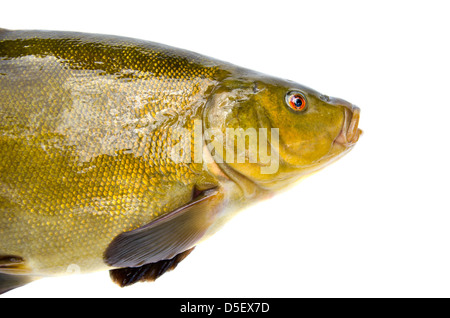 Grande tinca testa di pesce isolato su bianco Foto Stock