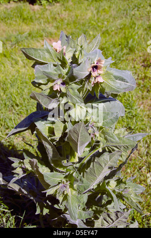 Black henbane fiori nelle zone rurali del giardino estivo Foto Stock