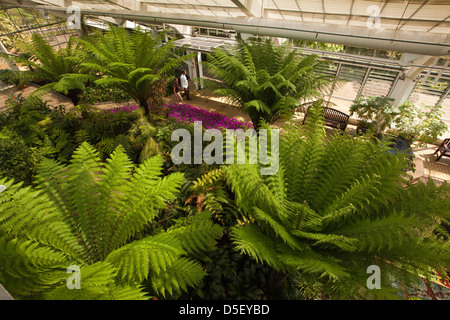 Inghilterra, Berkshire, Windsor, Savill Garden, felci arboree all'interno di Queen Elizabeth House temperate Foto Stock