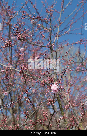Fiore di Ciliegio sull albero. Foto Stock