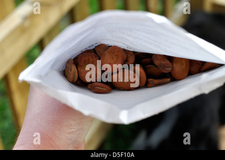 Pacchetto di ampio organico Semi di fagiolo (Witkiem) Foto Stock