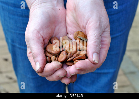 Una manciata di ampio organico Semi di fagiolo (Witkiem) Foto Stock