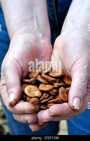 Una manciata di ampio organico Semi di fagiolo (Witkiem) Foto Stock