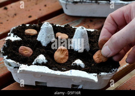 La piantagione di ampio organico Semi di fagiolo (Witkiem) Foto Stock