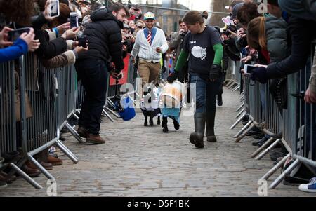 Londra, Regno Unito. Il 31 marzo 2013. Di capra e Bella Barney prende parte alla quinta edizione di Oxford e Cambridge "Gara di capra' a Spitalfields CIty Farm a Londra, Gran Bretagna. Barney, rappresentante di Cambridge, ha vinto la gara con un tempo di 1 minuti e 13 secondi. George Henton / Alamy Live News. Foto Stock