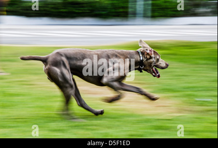 Weimaraner cane da caccia in azione Foto Stock