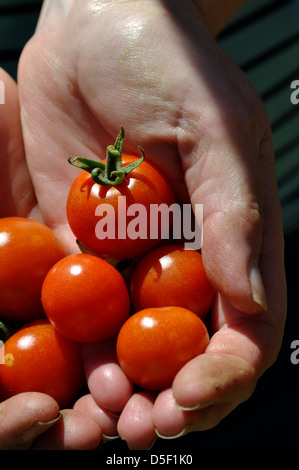 Close-up di Homegrown giardinieri organici delizia pomodori (Solanum Lycopersicum) appena raccolto dal giardino Foto Stock