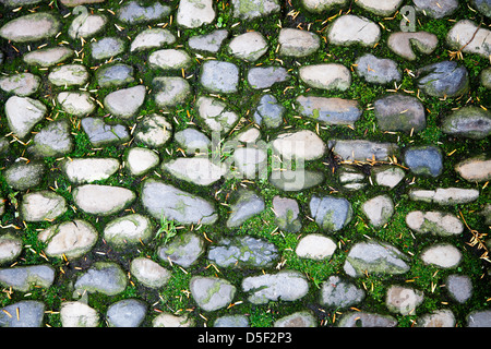 Background texture with stones and green grass Foto Stock
