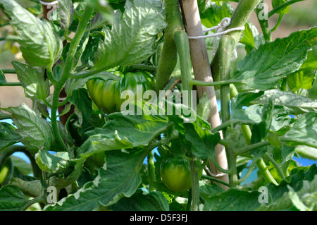 Close-up di organico verde Marmande pomodori (Solanum Lycopersicum) cresce sulle vite in giardino Foto Stock