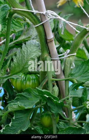 Close-up di organico verde Marmande pomodori (Solanum Lycopersicum) cresce sulle vite in giardino Foto Stock