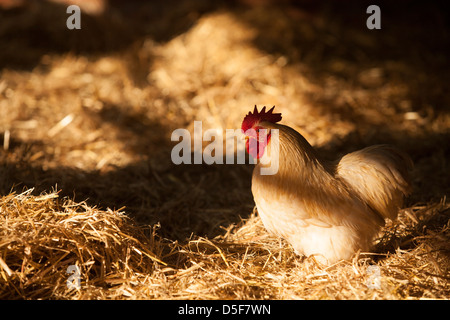 Bantam Pekin in un granaio Foto Stock