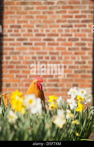 Bantam Pekin in narcisi Foto Stock