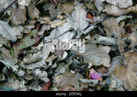 Primavera / autunno inverno lascia la caduta a terra dai rami di alberi Foto Stock