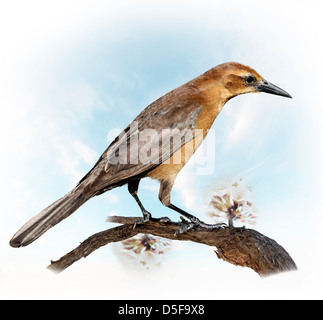 Un uccello appollaiate su un ramo di Apple (femmina blackbird (turdus merula) Foto Stock