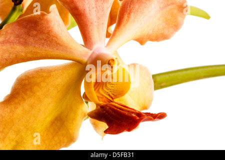 Vanda orchid su sfondo bianco Foto Stock