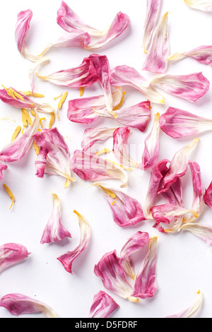 Petali di fiori secchi tulipani giaceva su un bianco Foto Stock