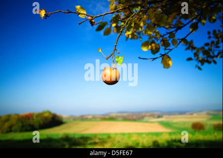 Apple solitaria Weingarten Baden-Wuerttemberg Germania Foto Stock