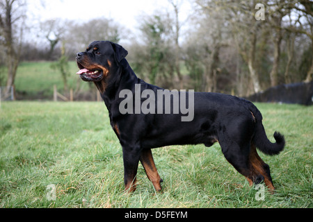 Rottweiler, cane, cane pericolose Foto Stock