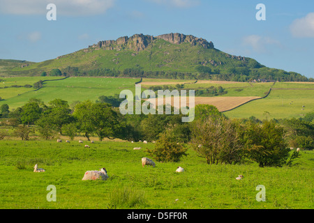 Roaches, rocce, porro, Peak District paesaggio, Staffordshire, Inghilterra Foto Stock