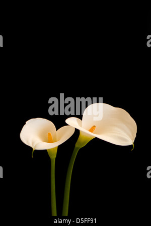 Bianco gigante arum lily o comuni o arum lily, Zantedeschia aethiopica fiori, su sfondo nero. Foto Stock