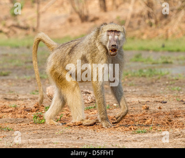 Maschio di babbuino chacma (Papio ursinus), il Parco Nazionale di Mana Pools, Zimbabwe Foto Stock